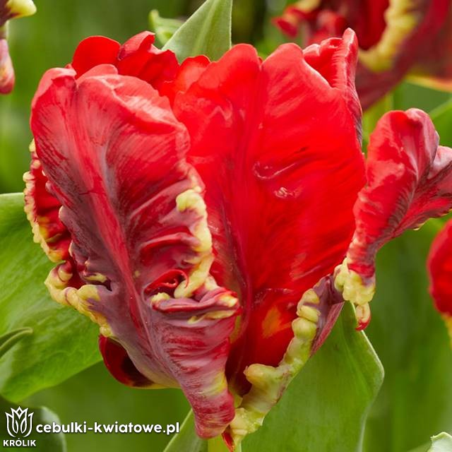 Tulipan papuzi Seadov Parrot 5 szt. A2559 - Tulipany papuzie - sklep ...