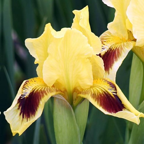 Irys pumila niski Ritz 1 szt.