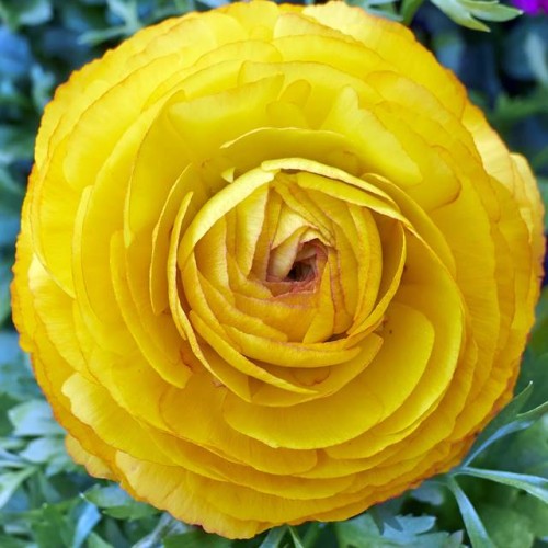 Ranunculus jaskier żółty 5 szt.