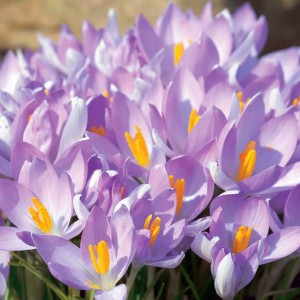 Krokus wiosenny Queen of the Blues 100 szt.