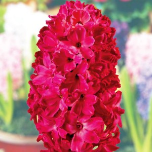 Hiacynt czerwony XXL 3 szt. 19/+