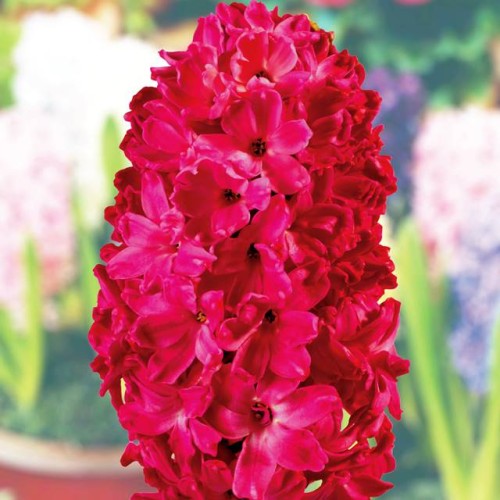 Hiacynt czerwony XXL 3 szt. 19/+