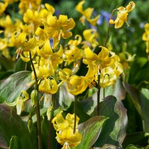 Erythronium Psiząb Pagoda 3 szt.