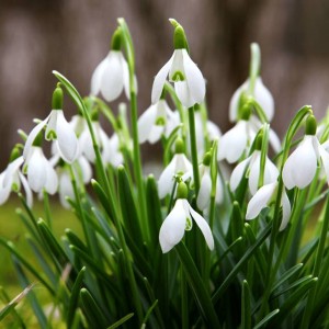 Galanthus Nivalis Śnieżyczka Przebiśnieg 50 szt.