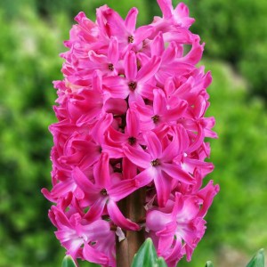 Hiacynt Pink Pearl 3 szt.