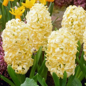 Hiacynt Yellow Queen 10 szt.