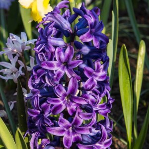 Hiacynt Purple Star 10 szt.