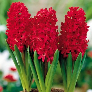 Hiacynt Red Glory 10 szt.