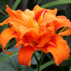 Hemerocallis Liliowiec Double Orange 1 szt.