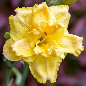 Hemerocallis Liliowiec Double Yellow 1 szt.