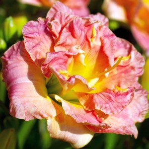 Hemerocallis Liliowiec Lacy Doily 1 szt.