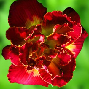 Hemerocallis Liliowiec Merlot Rouge 1 szt.