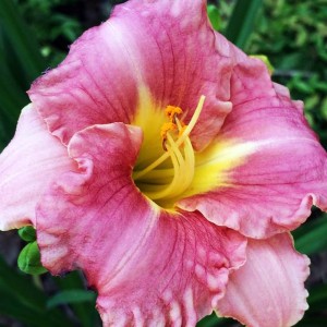 Hemerocallis Liliowiec Romantic Rose 1 szt.