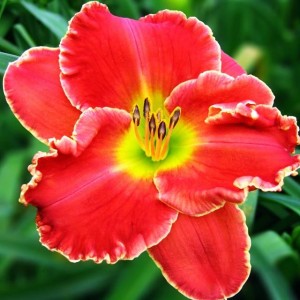 Hemerocallis Liliowiec Roses in Snow 1 szt.