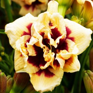 Hemerocallis Liliowiec Roswitha 1 szt.