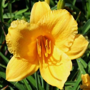 Hemerocallis Liliowiec Stella d'Oro 1 szt.