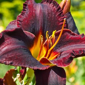 Hemerocallis Liliowiec Super Purple 1 szt.