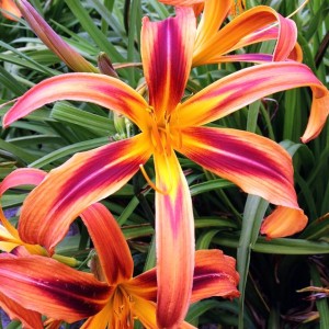 Hemerocallis Liliowiec Tigereye Spider 1 szt.