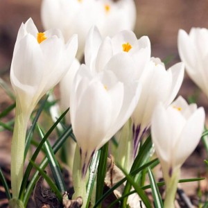Krokus wiosenny Jeanne d'Arc 10 szt.