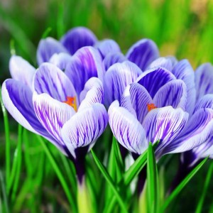 Krokus wiosenny King of the Striped 10 szt.
