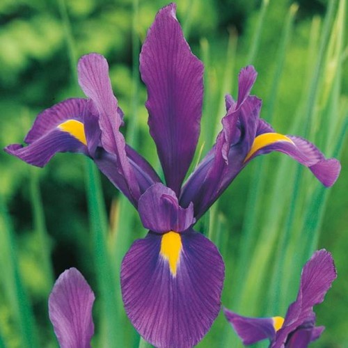 Irys holenderski Purple Sensation 10 szt.