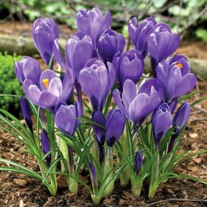 Krokus wiosenny Remembrance 10 szt.