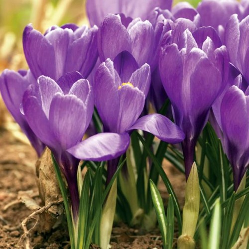 Krokus wiosenny Victor Hugo 100 szt.