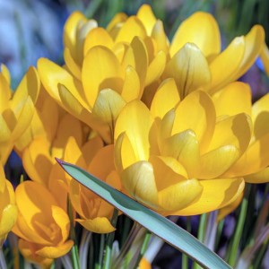 Krokus wiosenny Flavus 10 szt.
