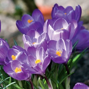 Krokus wiosenny Flower Record 10 szt.