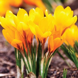 Krokus wiosenny Golden Yellow 100 szt. 7/8
