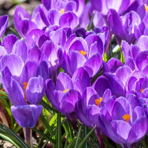 Krokus wiosenny Grand Maitre 100 szt.