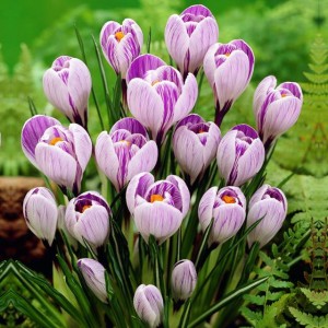 Krokus wiosenny Pickwick 100 szt.
