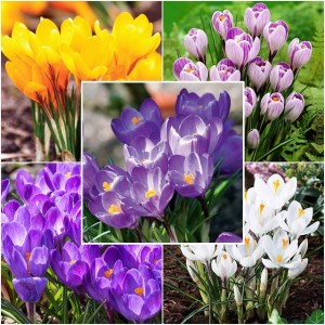 Zestaw Crocus Krokus wiosenny 50 szt.