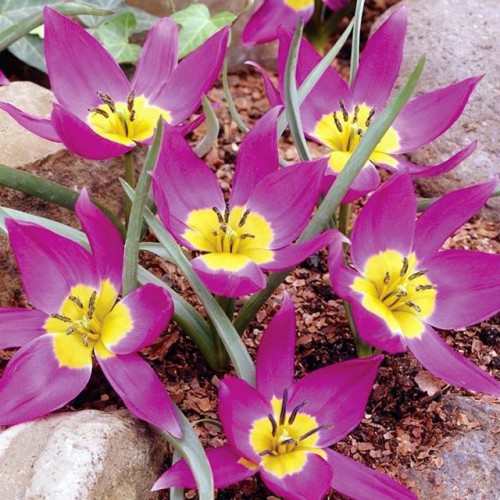 Tulipan botaniczny Eastern Star 5 szt.