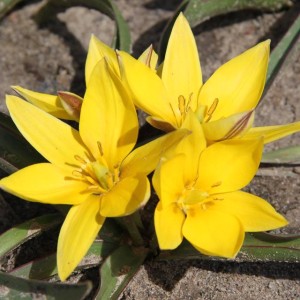 Tulipan botaniczny Urumiensis 50 szt.