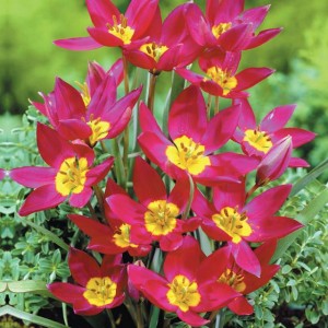 Tulipan botaniczny Violacea Black Base 5 szt.