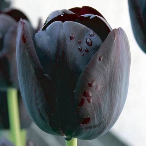 Tulipan czarny 5 szt.