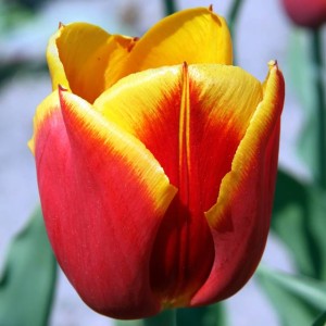 Tulipan czerwono-żółty 5 szt.