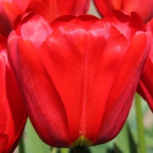 Tulipan Darwina Apeldoorn 5 szt.