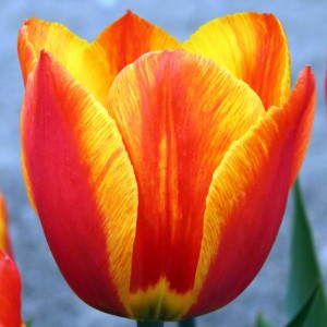 Tulipan Darwina Apeldoorn's Elite 5 szt.