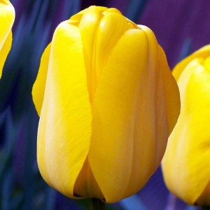 Tulipan Darwina Golden Apeldoorn 5 szt.