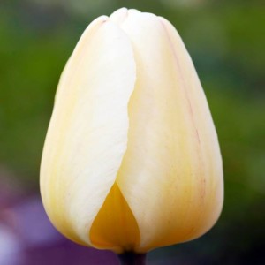 Tulipan Darwina Ivory Floradale 5 szt.