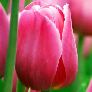 Tulipan Darwina King of Hearts 5 szt.