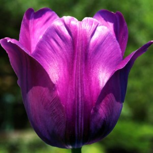 Tulipan fioletowy 5 szt.