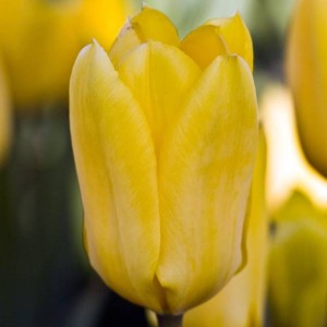 Tulipan Fostera niski Candela 5 szt.