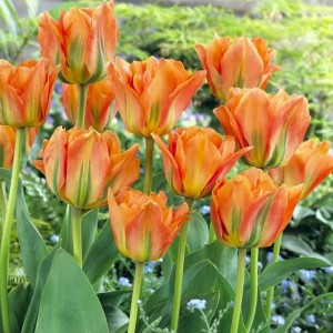 Tulipan Fostera niski Orange Emperor 5 szt.