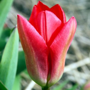 Tulipan Fostera niski Princeps 5 szt.