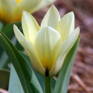 Tulipan Fostera niski Purissima 5 szt.