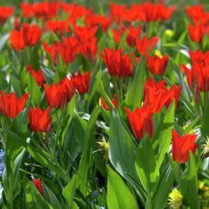 Tulipan botaniczny Van Tubergen's Variety 5 szt.