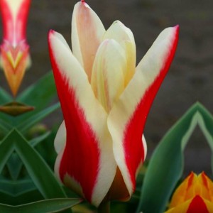 Tulipan Fostera niski Zombie 5 szt.